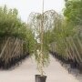 Betula pendula 'Youngii'